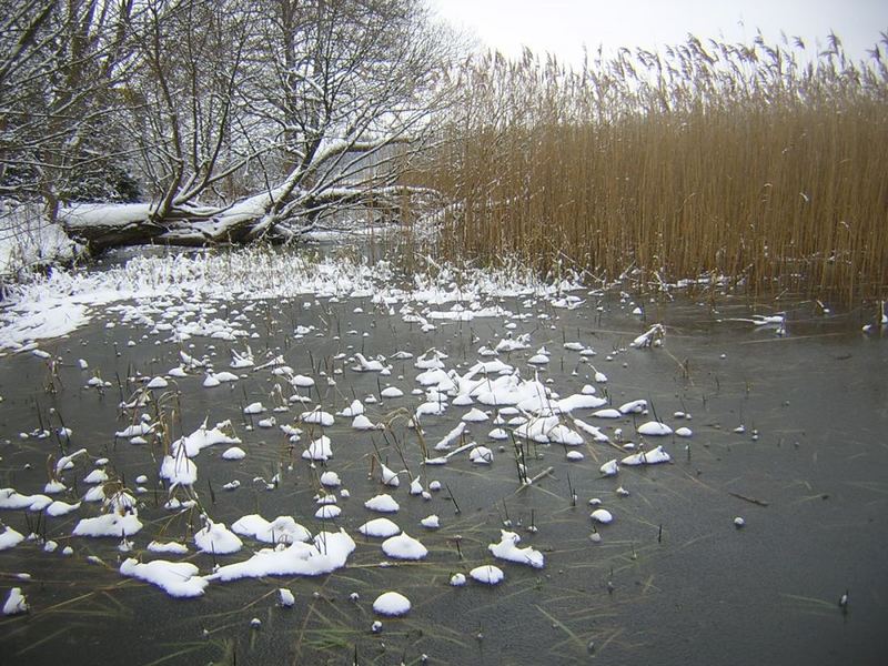 Winter am Grienericksee - Rheinsberg/BB