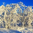 Winter am Großen Feldberg im Taunus