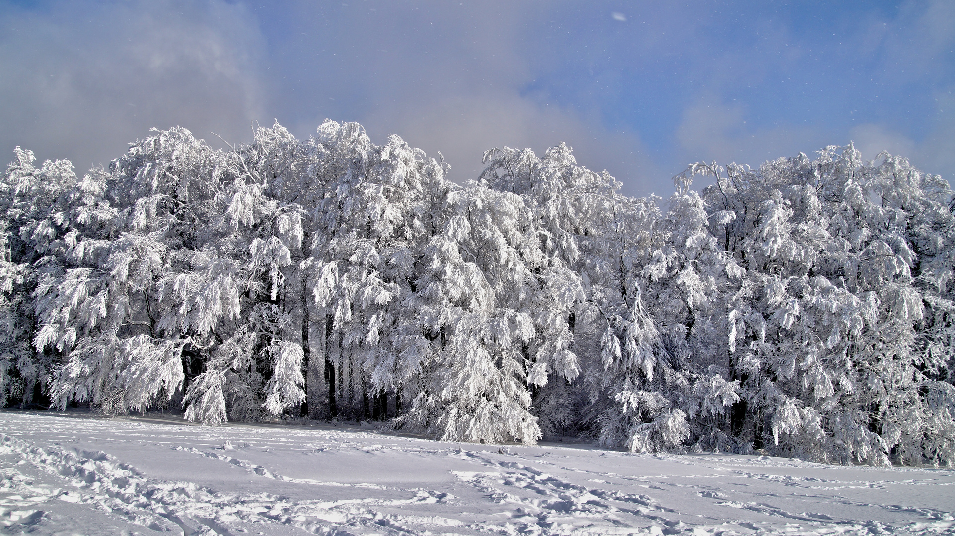 Winter am Hoherodskopf