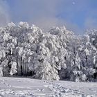 Winter am Hoherodskopf