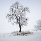 Winter am Hornburger Sattel - Mansfelder Land