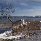 Winter am Inselsee