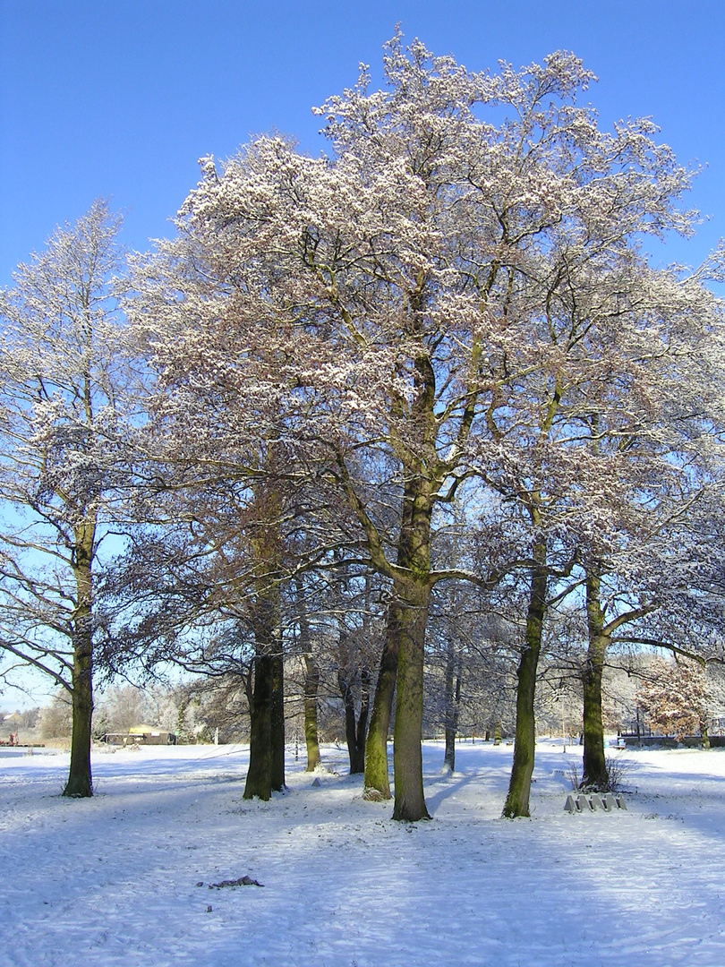 Winter am Inselsee