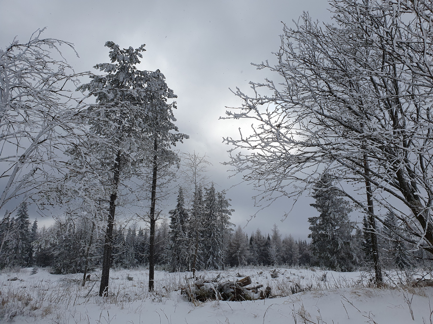 Winter am Kahleberg