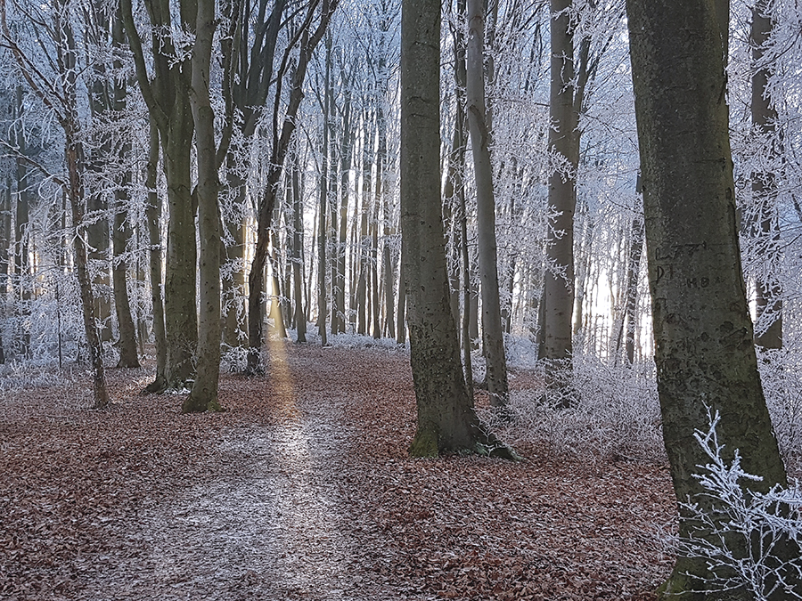 Winter am Kaiserstuhl (1/3)