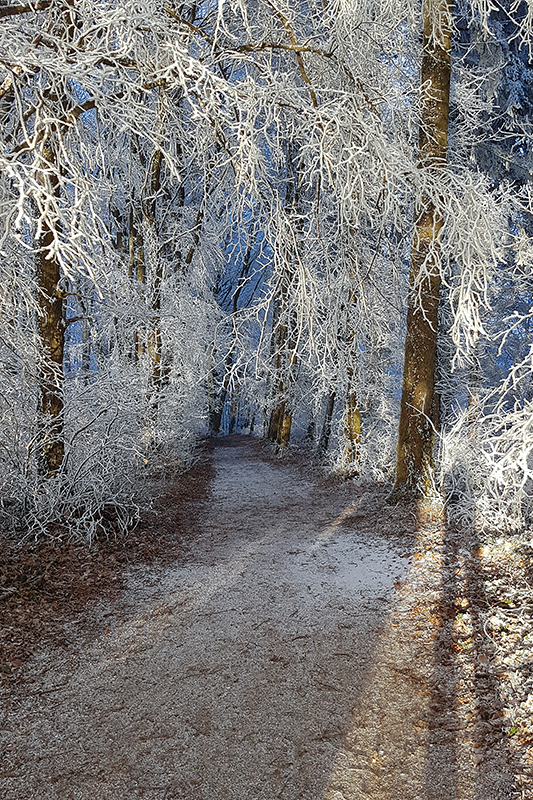 Winter am Kaiserstuhl (2/3)