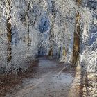 Winter am Kaiserstuhl (2/3)