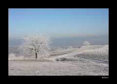 Winter am Kaiserstuhl