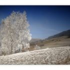 Winter am Kaiserstuhl