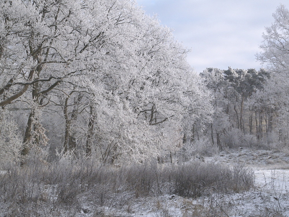 Winter am Kanal