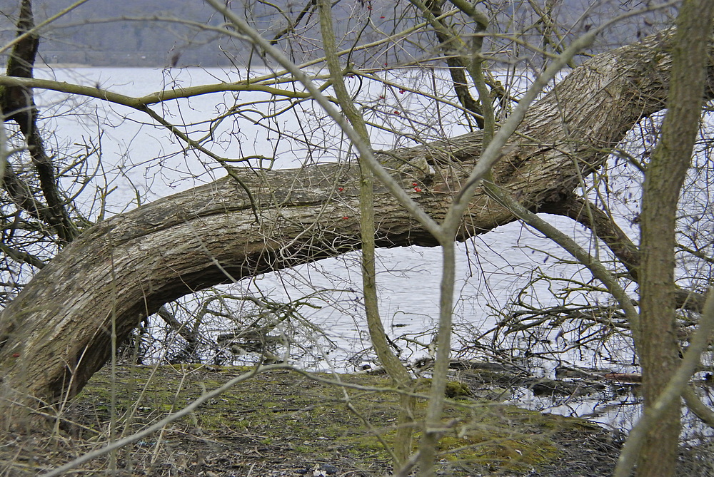 Winter am Laacher See