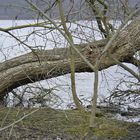 Winter am Laacher See