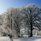 Winter am Löbauer Wasser