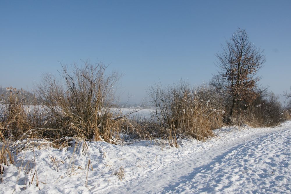 Winter am Moossee