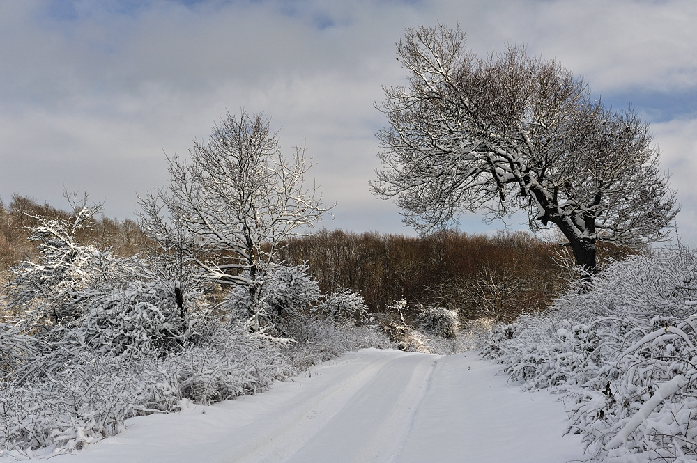 *Winter am Moselhöhenweg 3*