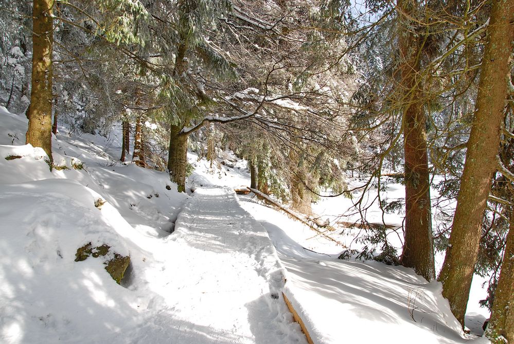 Winter am Mummelsee