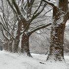 Winter am Neckar