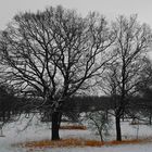 Winter am Niederrhein