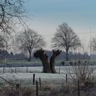 Winter am Niederrhein  1