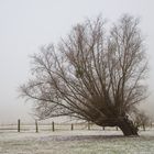 Winter am Niederrhein (2)