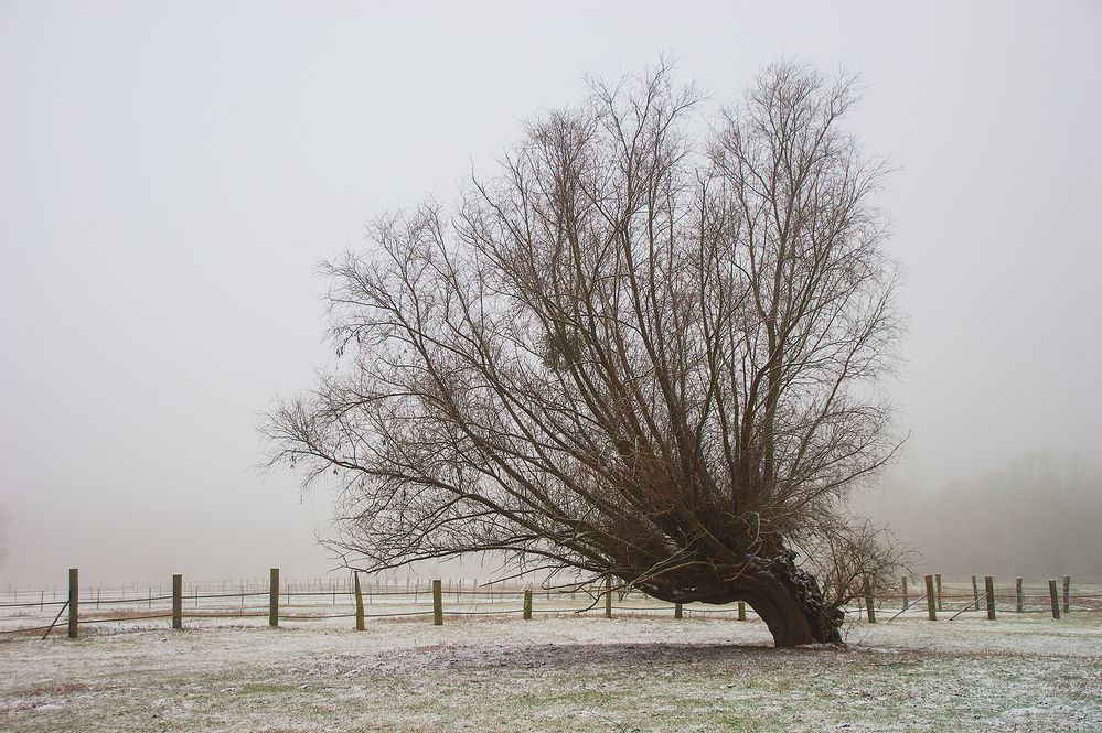 Winter am Niederrhein (2)