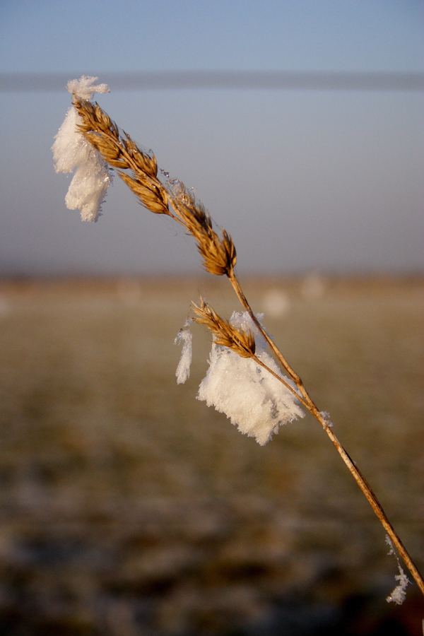 Winter am Niederrhein 2