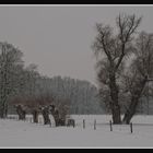 Winter am Niederrhein