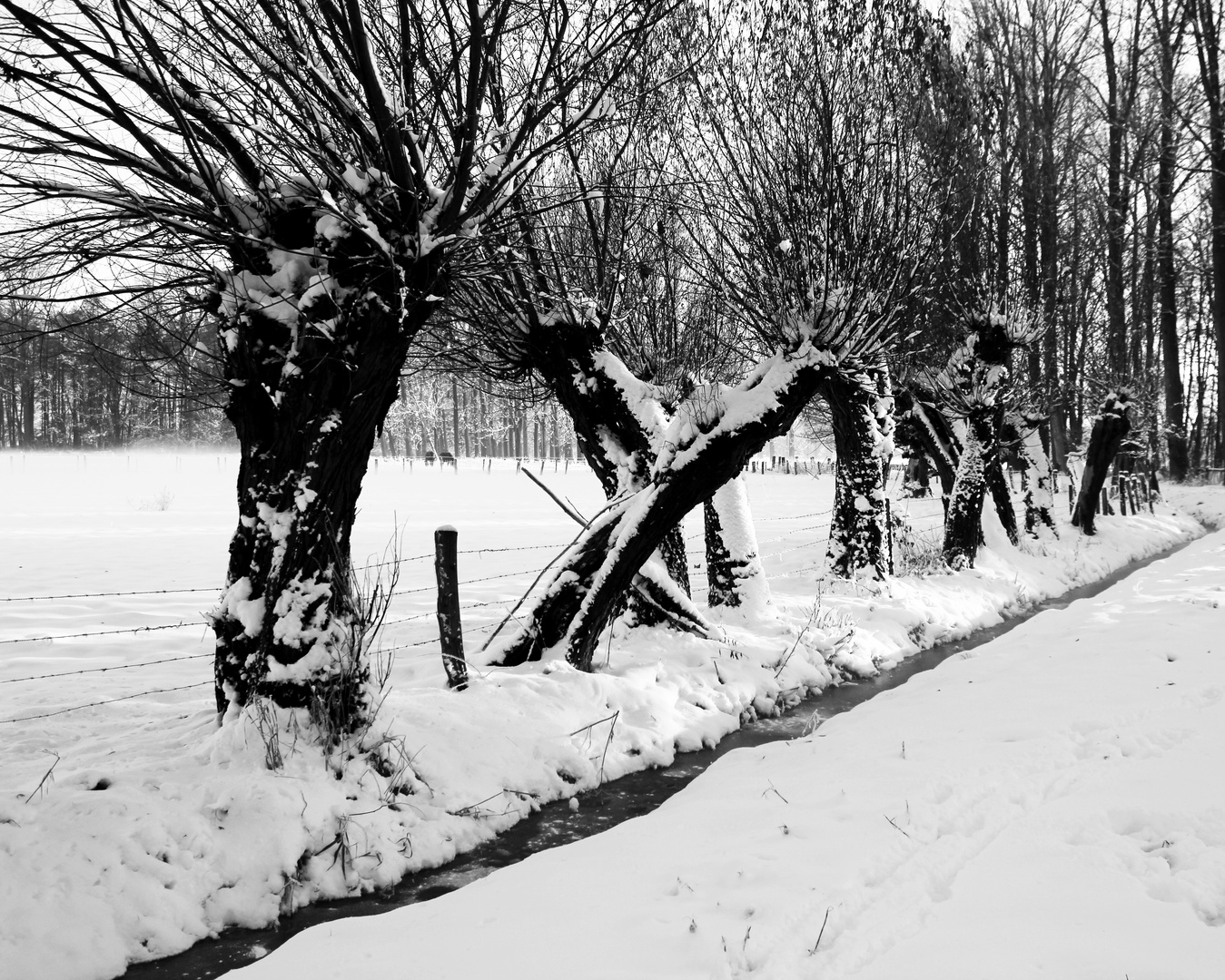 Winter am Niederrhein