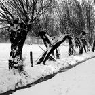 Winter am Niederrhein