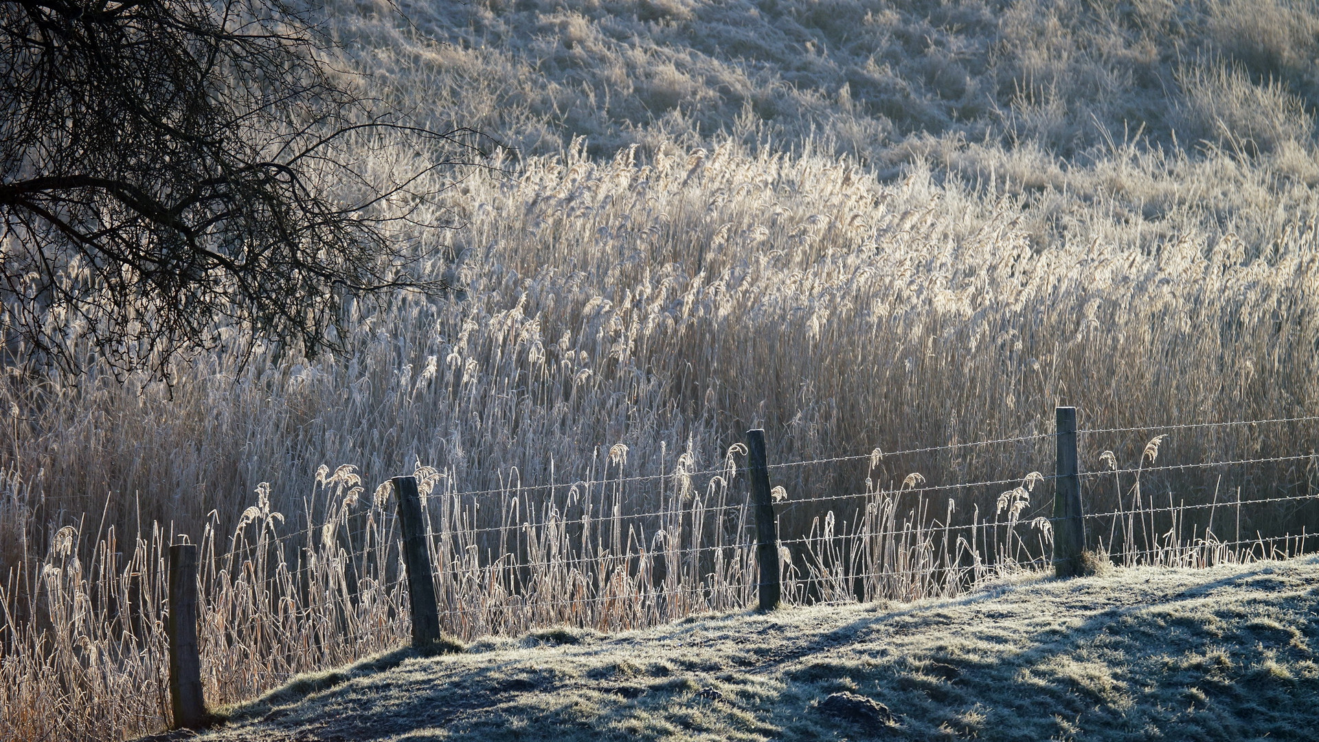 Winter am Niederrhein