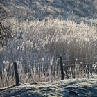 Winter am Niederrhein