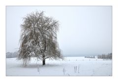 Winter am Niederrhein