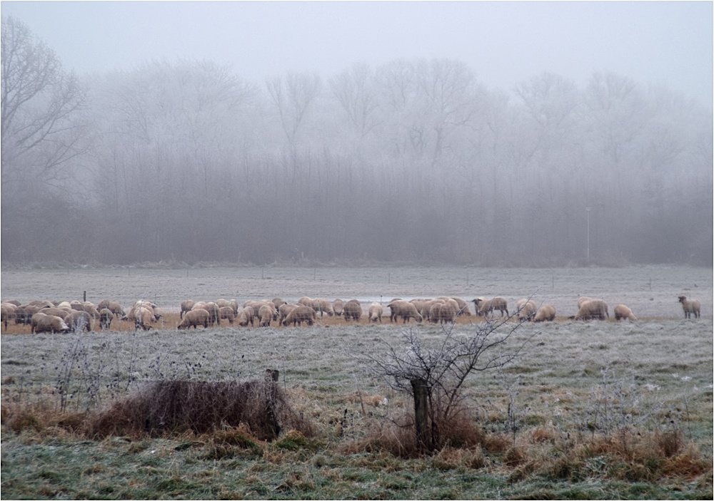 Winter am Niederrhein