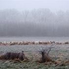 Winter am Niederrhein