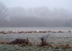 Winter am Niederrhein