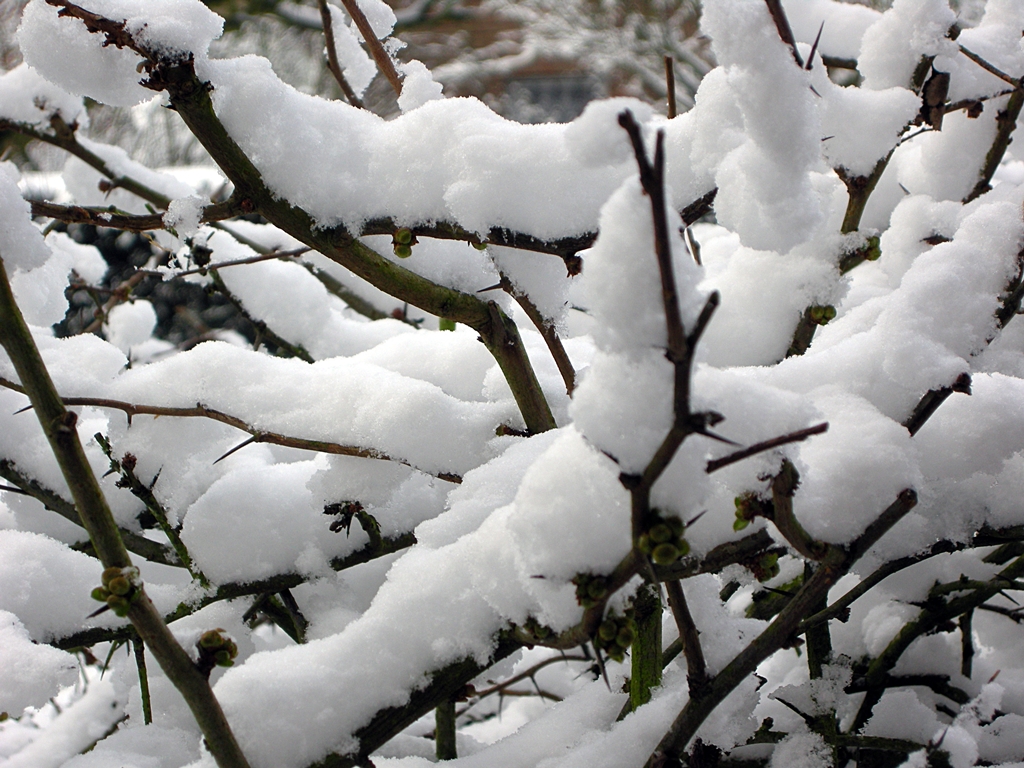 Winter am Niederrhein