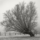 Winter am Niederrhein