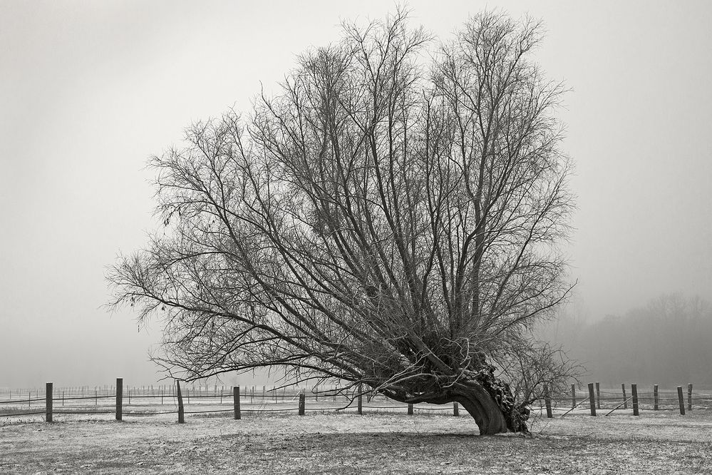 Winter am Niederrhein