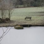 winter am niederrhein