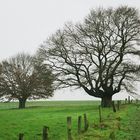 Winter am Niederrhein