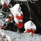 Winter am Niederrhein