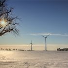 Winter am Niederrhein .... geht zu Ende