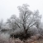 Winter am Oberrhein