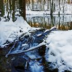 Winter am Reichenbachweiher - II -