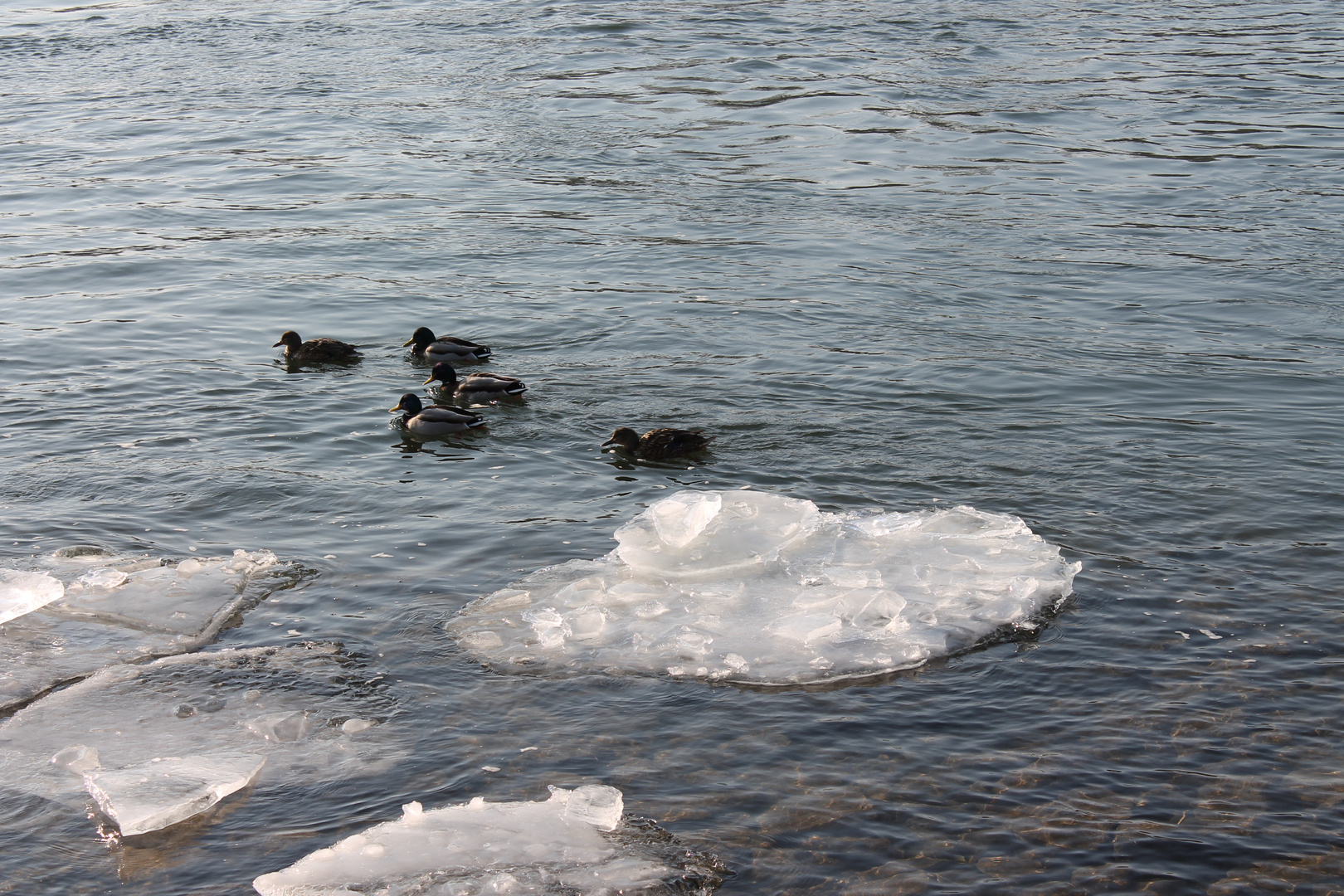 Winter am Rhein