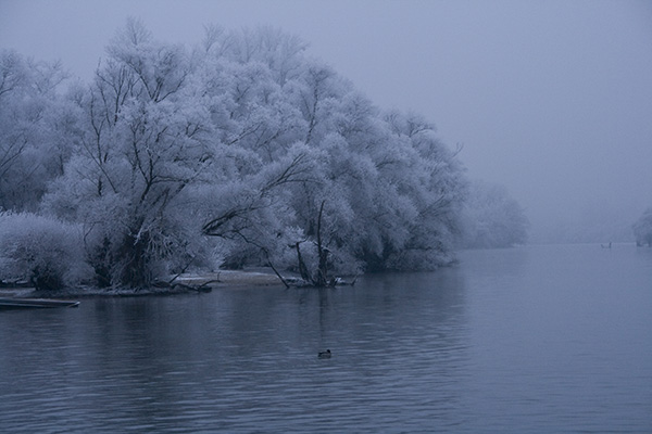 Winter am Rhein