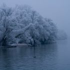 Winter am Rhein