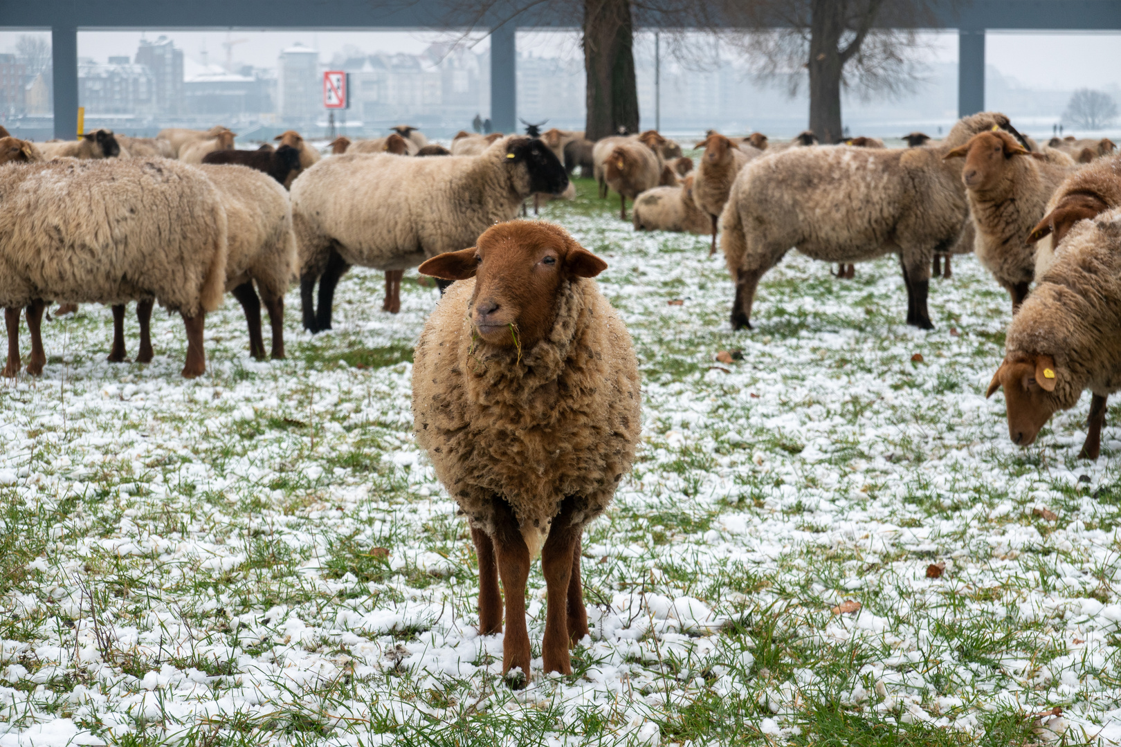 Winter am Rhein 