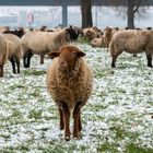 Winter am Rhein 