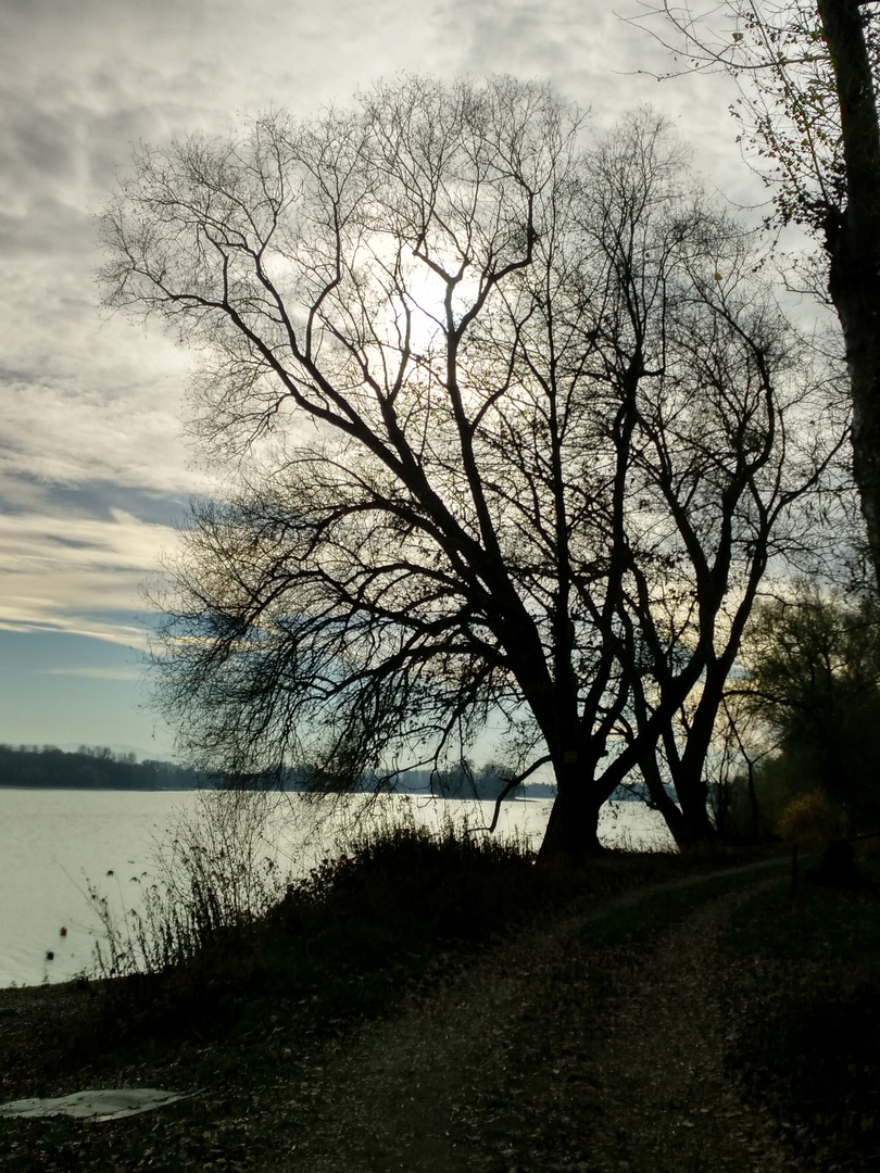 Winter am Rhein